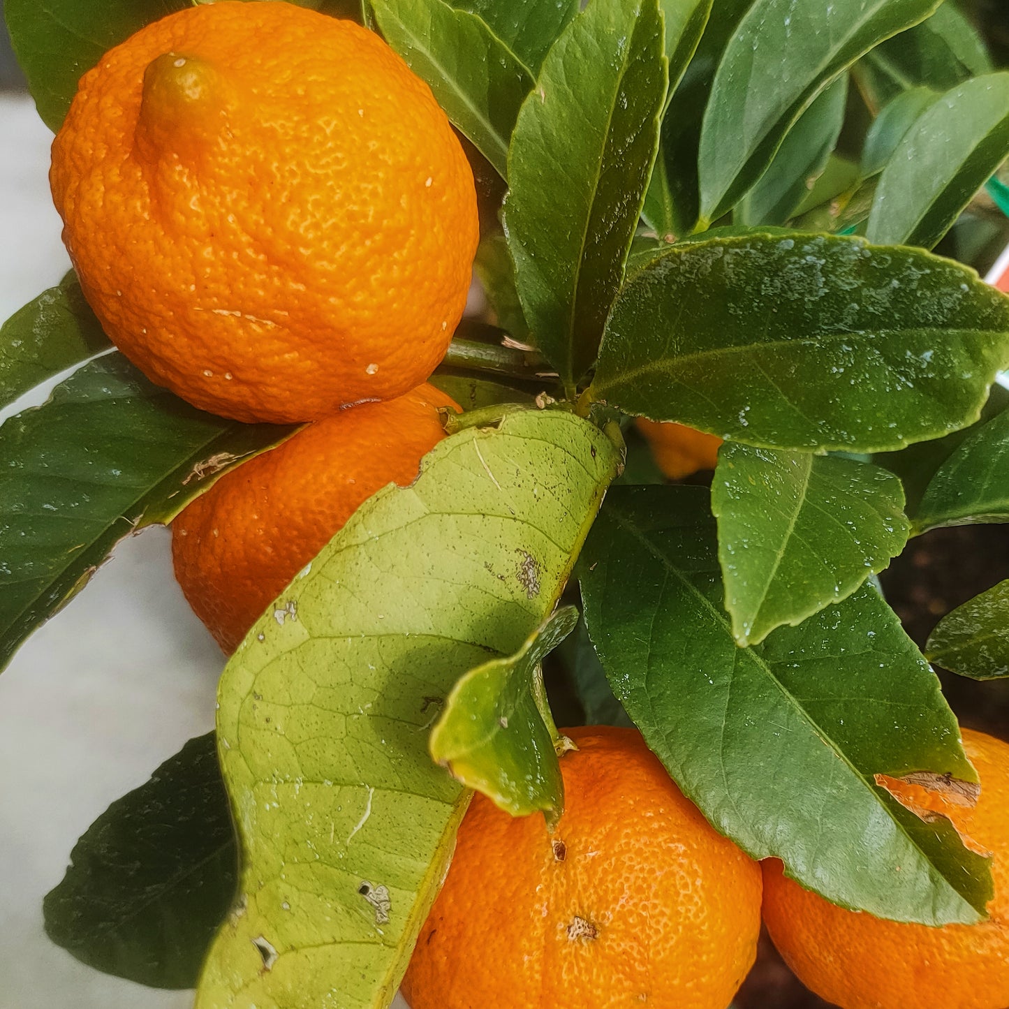 Citrus x limonia (Rangpur Lime)