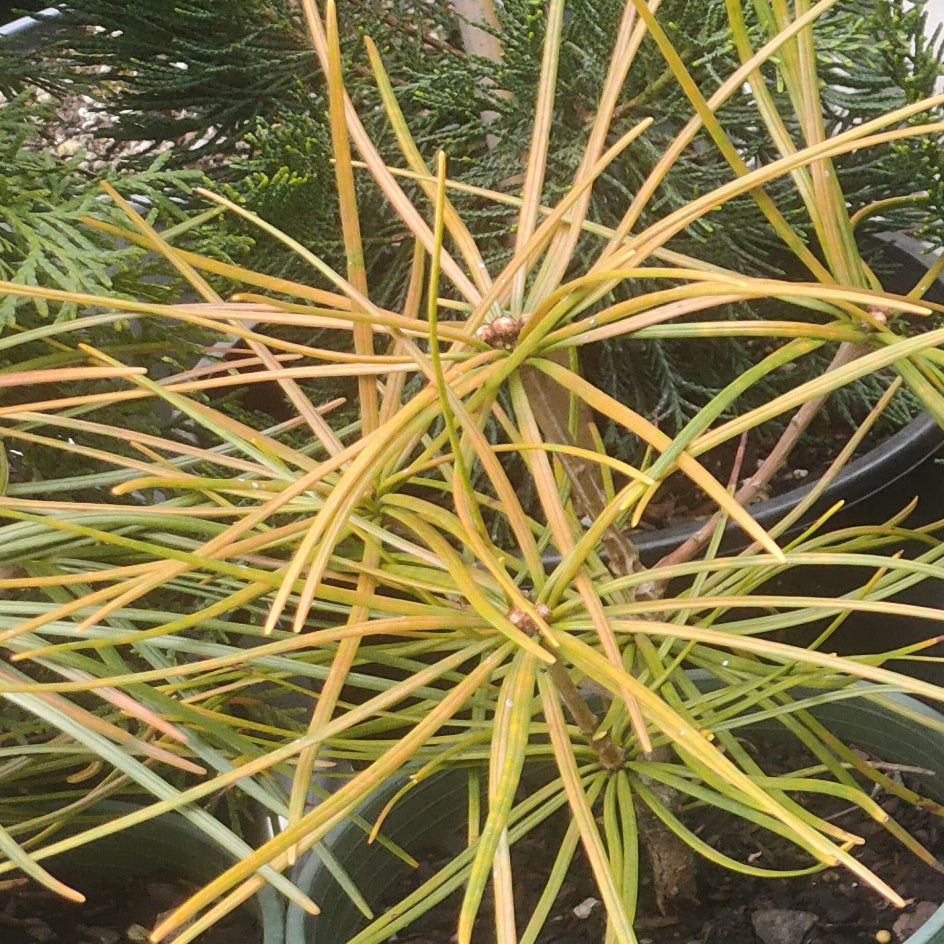 Sciadopitys verticillata (Kōyamaki, Japanese Umbrella Pine)