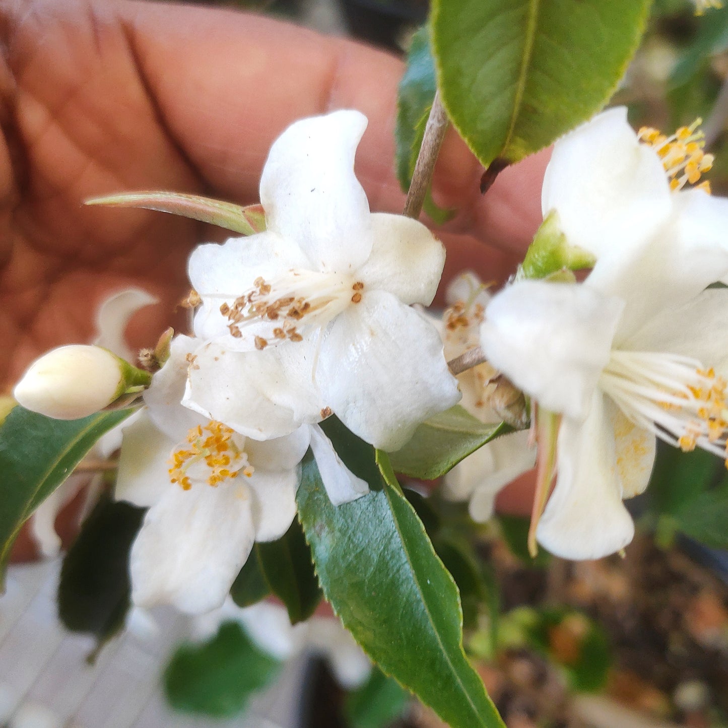 Camellia tsaii (Tea Oil Camellia)