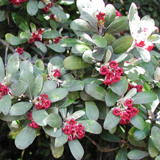 Pittosporum crassifolium (Karo, Stiffleaf Cheesewood) Pikirangi