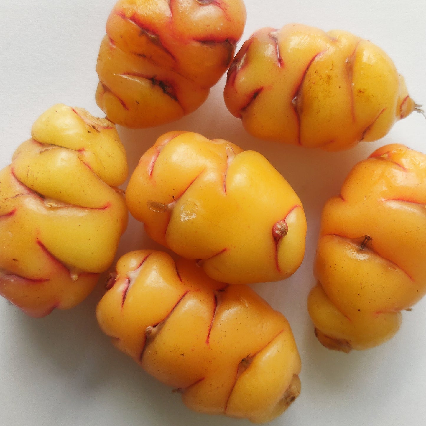 Oxalis tuberosa (Uqa, Oca, Yam)