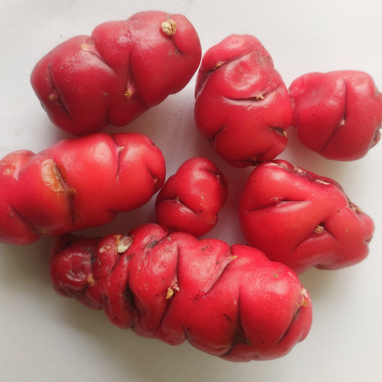 Oxalis tuberosa (Uqa, Oca, Yam) Pikirangi Online Garden Centre