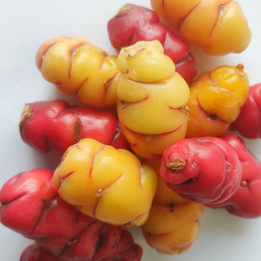 Oxalis tuberosa (Uqa, Oca, Yam)
