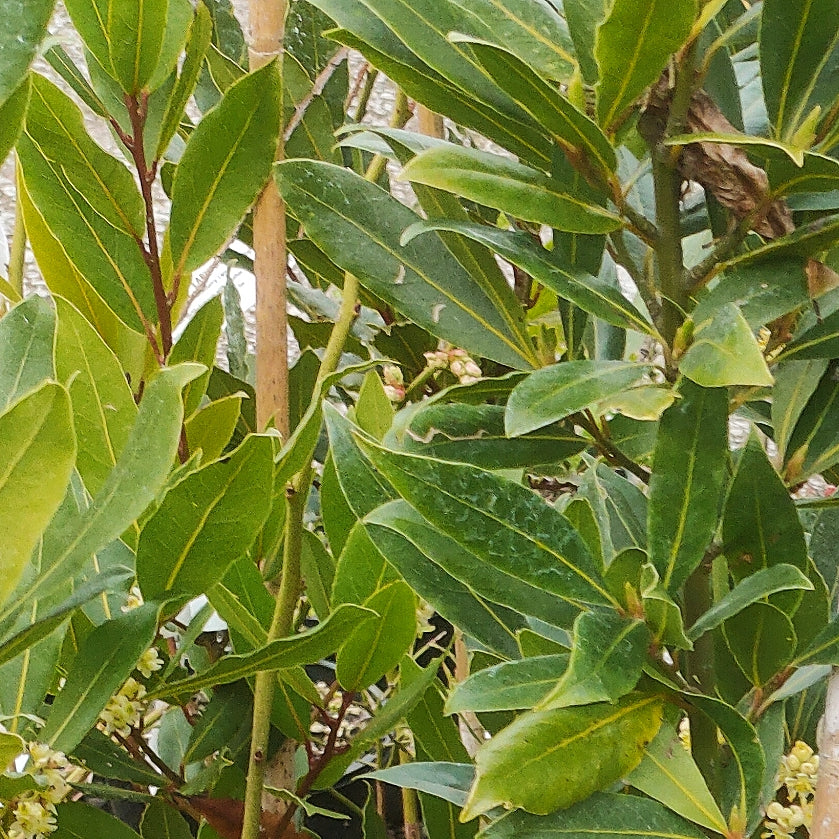 Laurus nobilis (Sweet Bay)
