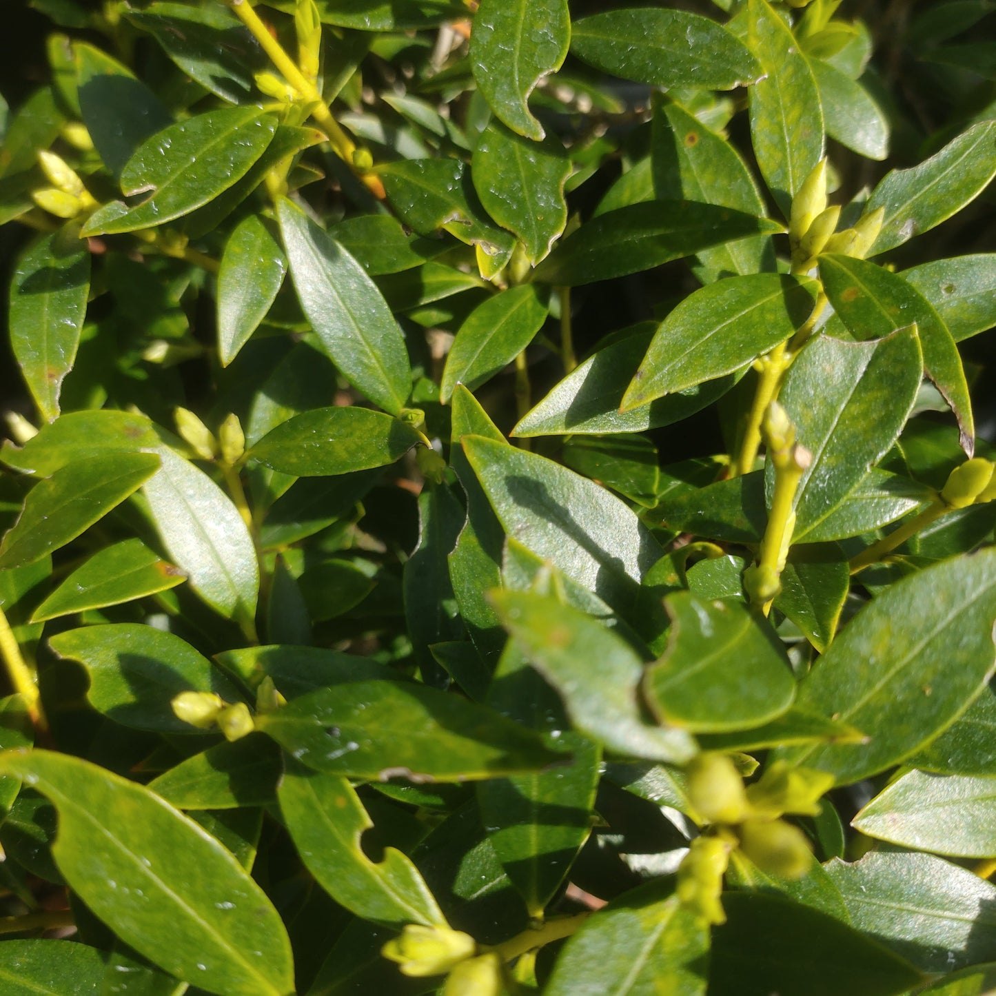 Metrosideros excelsa x robusta 'Mistral' (Pōhutukawa x Northern Rata) S014