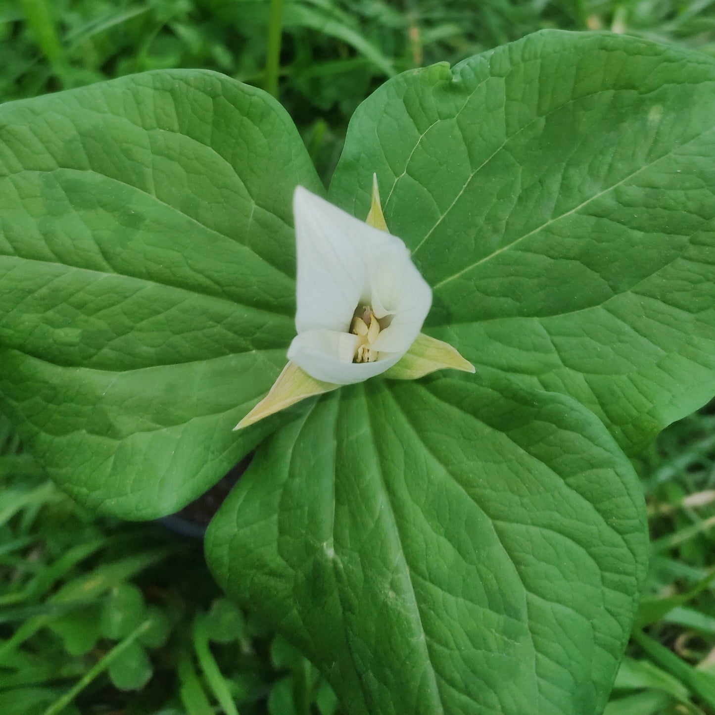 Trillium chloropetalum (Giant Trillium, Wood Lily) White