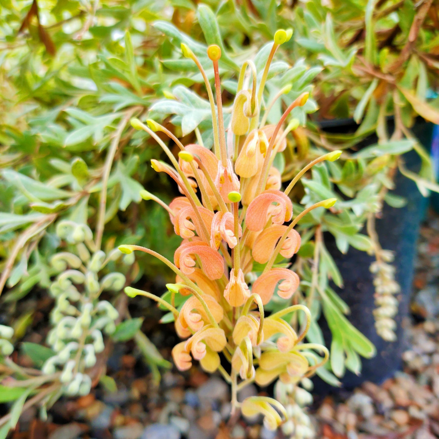 Grevillea hookeriana 'Wakiti Sunrise' (Spider Flower)