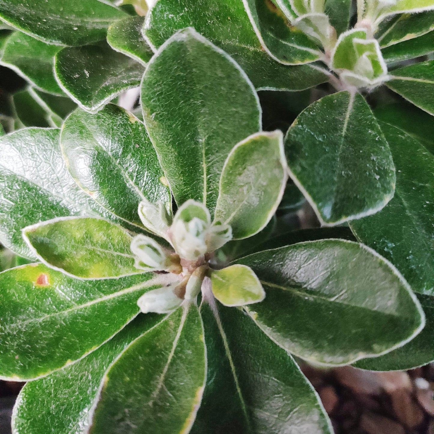 Pittosporum crassifolium 'Pot Belly' (Karo, Stiffleaf Cheesewood) PVR Pikirangi