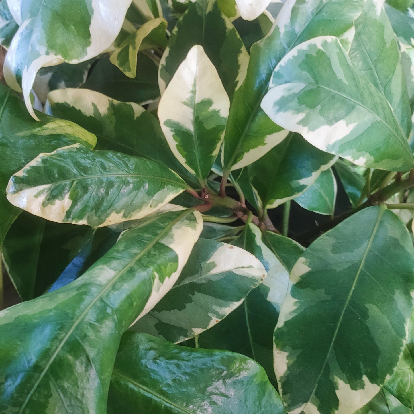 Pisonia brunoniana 'Variegata' (Parapara, Birdcatcher Tree) Pikirangi