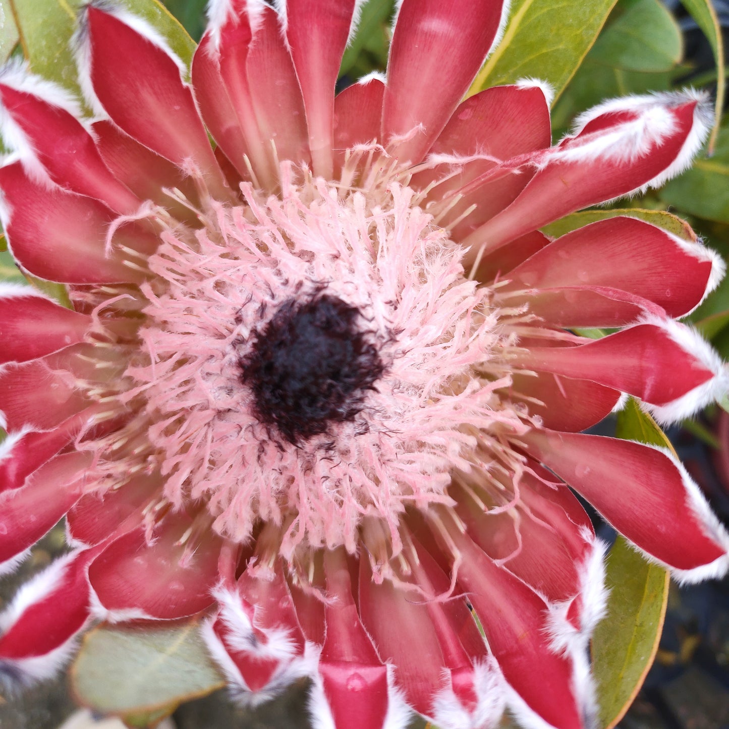 Protea 'Sheila' (Sugarbush)