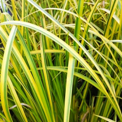 Acorus gramineus 'Ogon' (Sweet Flag) Pikirangi Online Garden Centre