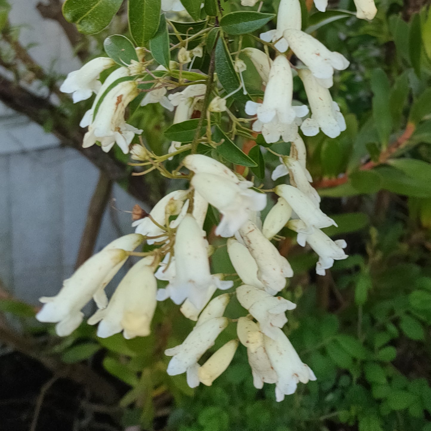 Pandorea 'Snowbells'
(Wonga Wonga Vine)