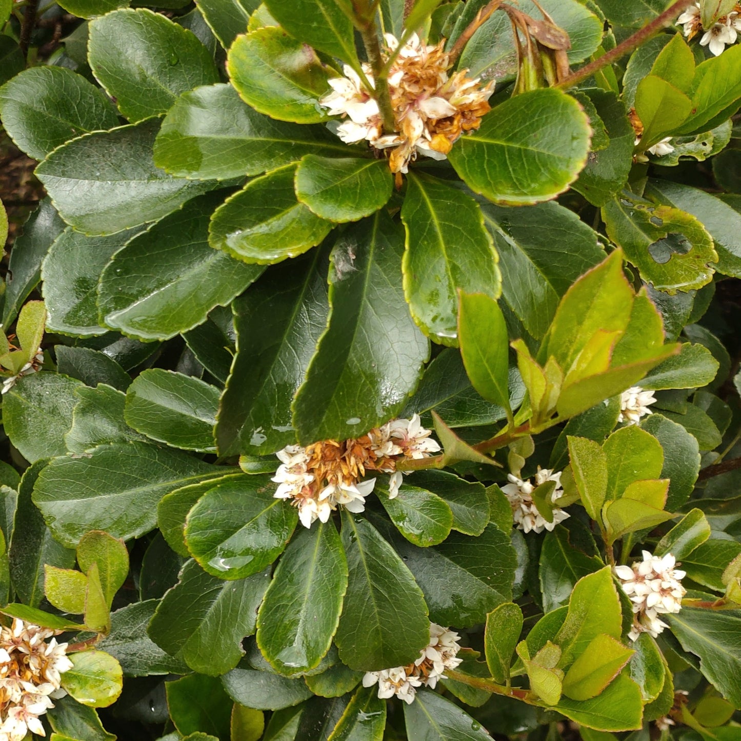 Raphiolepis 'Oriental Pearl' Pikirangi Online Garden Centre