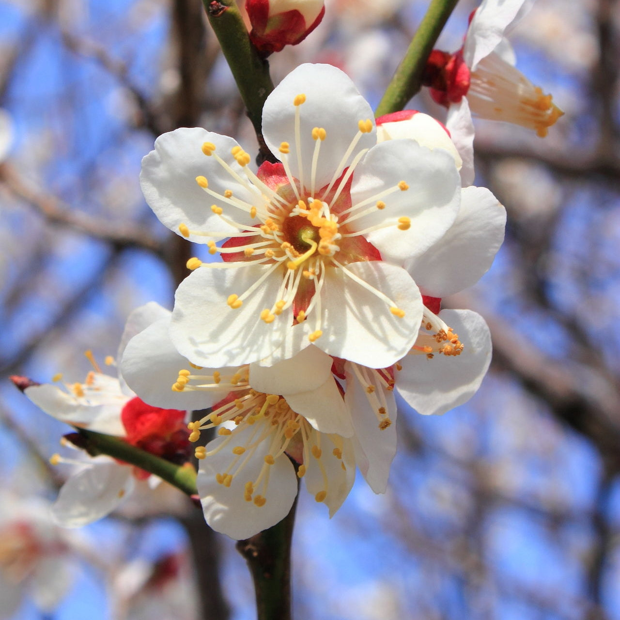 Prunus mume (Chinese Plum, Japanese Plum)