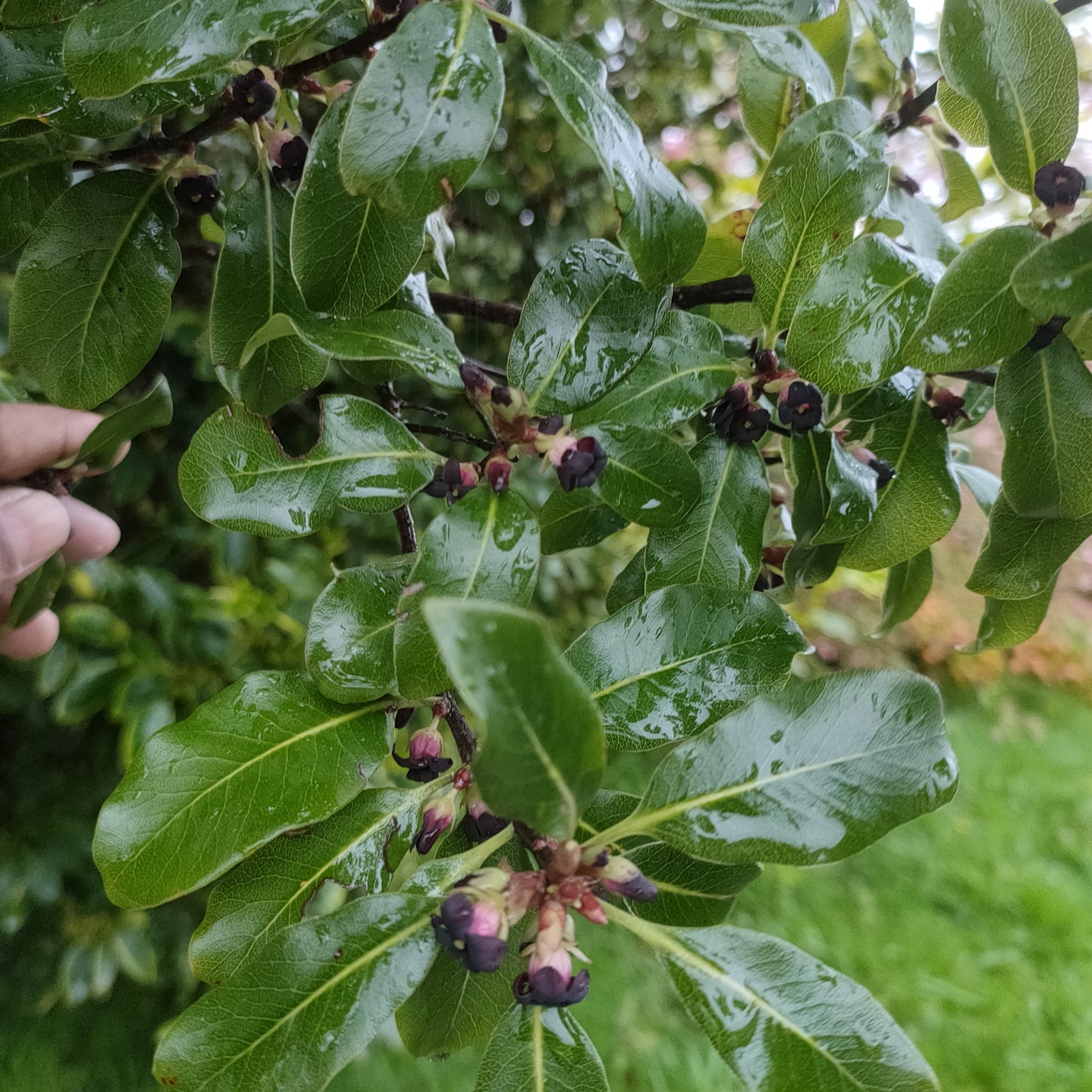 Pittosporum tenuifolium (Kōhūhū, Black Matipo)