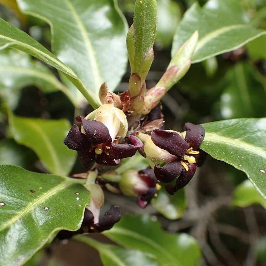 Pittosporum tenuifolium (Kōhūhū, Black Matipo) Pikirangi