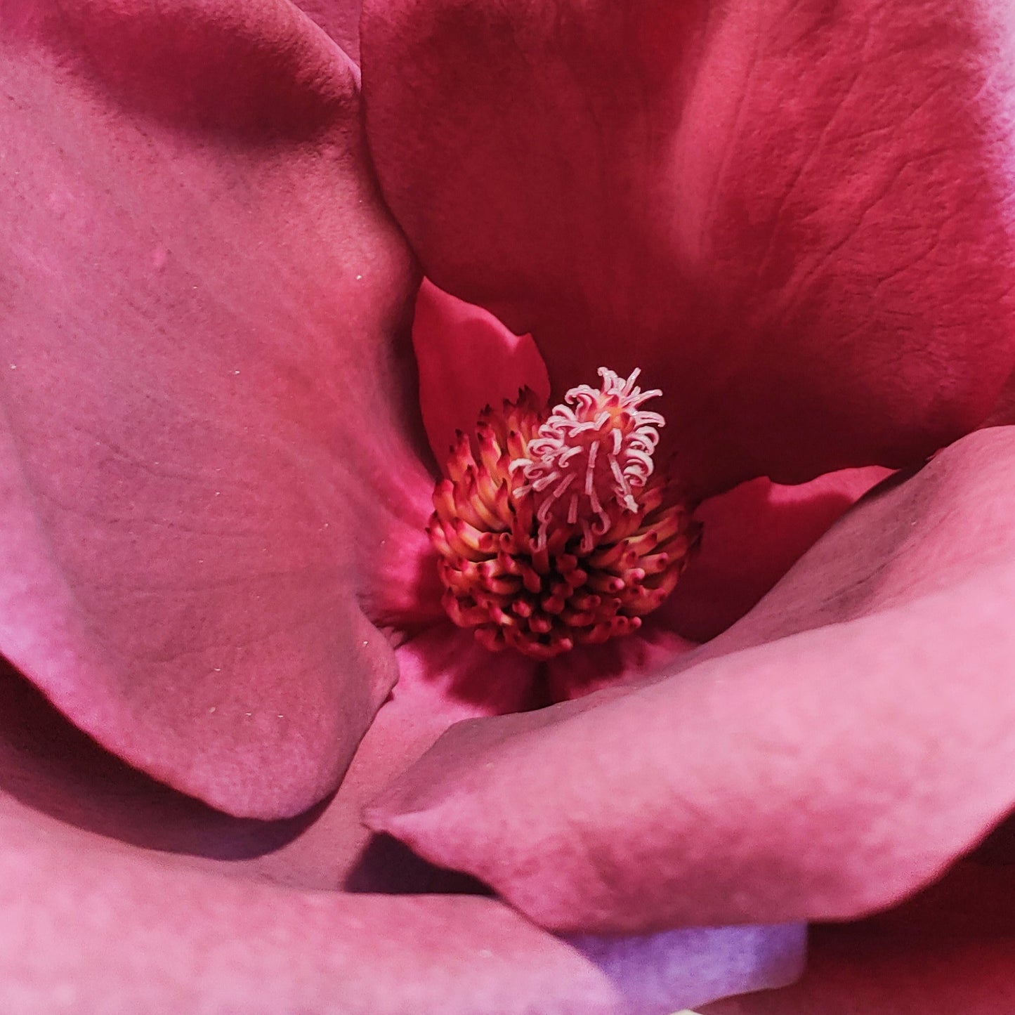 Magnolia 'Deryk' S007