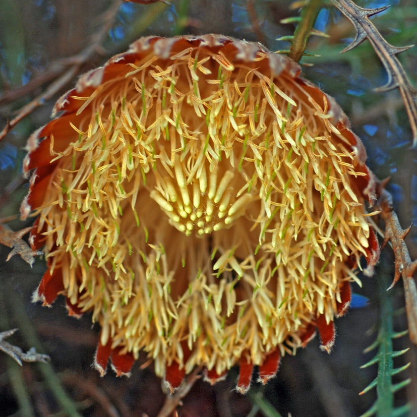 Banksia proteoides (King Dryandra) S006