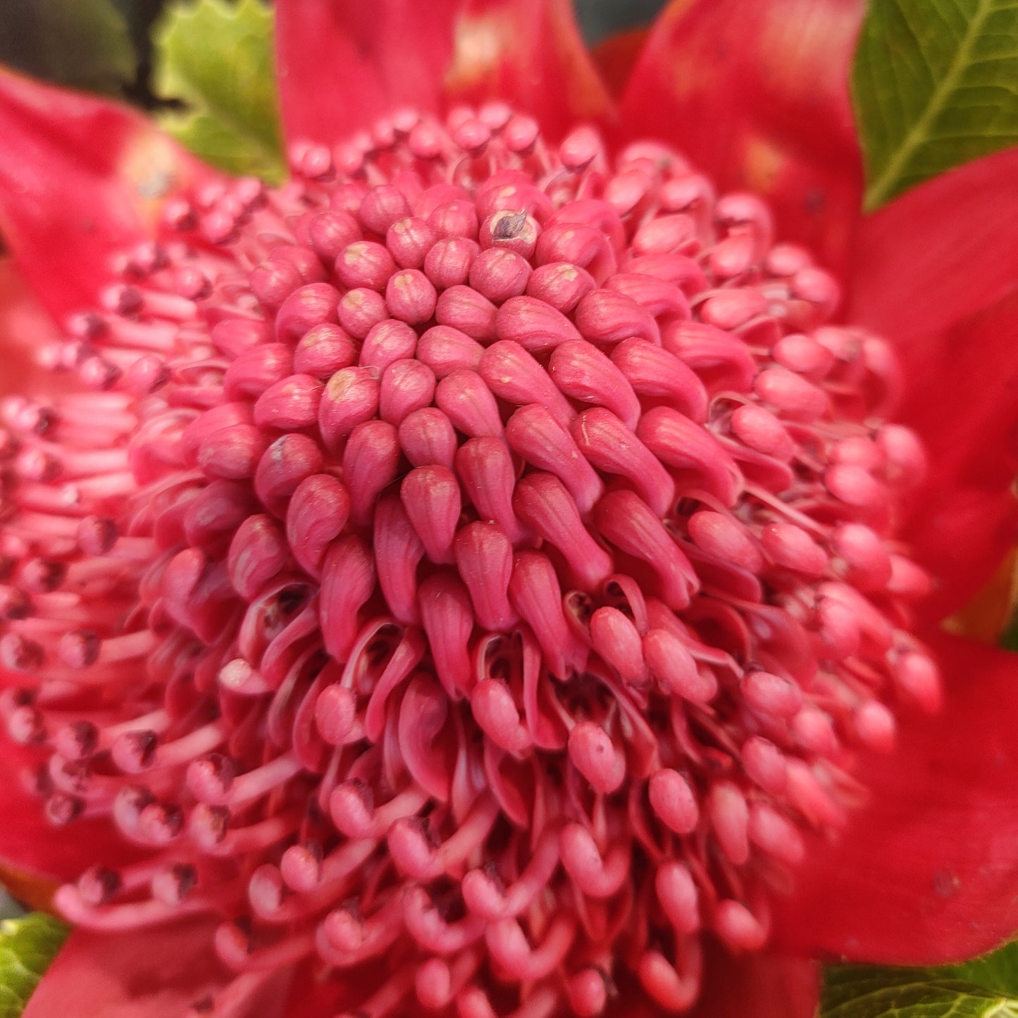 Telopea speciosissima 'Red Embers' (Waratah)