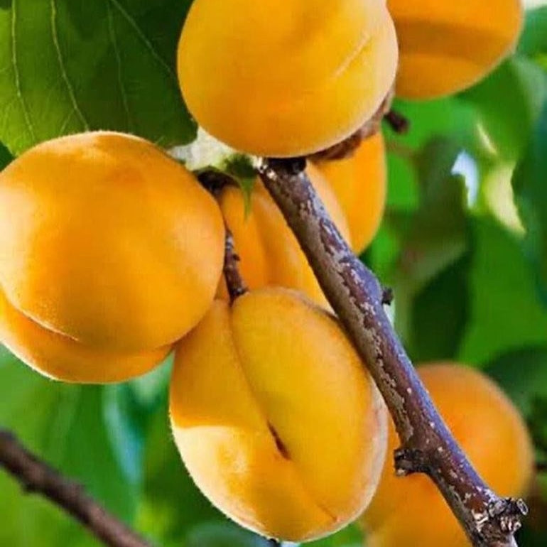 Prunus 'Peachcot' Pikirangi Online Garden Centre