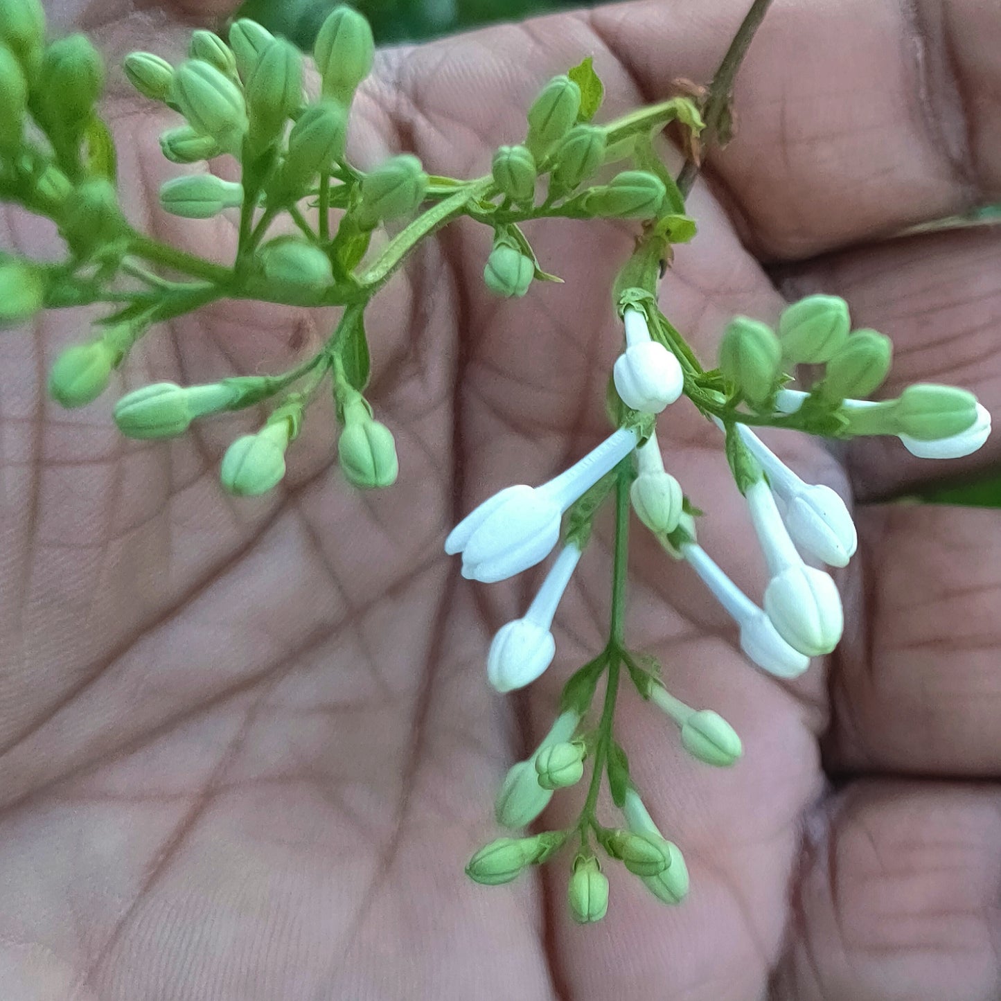 Syringa × persica 'Alba' (Persian Lilac)