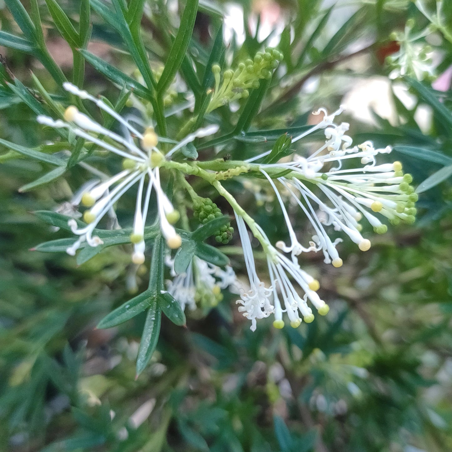 Grevillea 'White Wings' (Spider Flower) S007