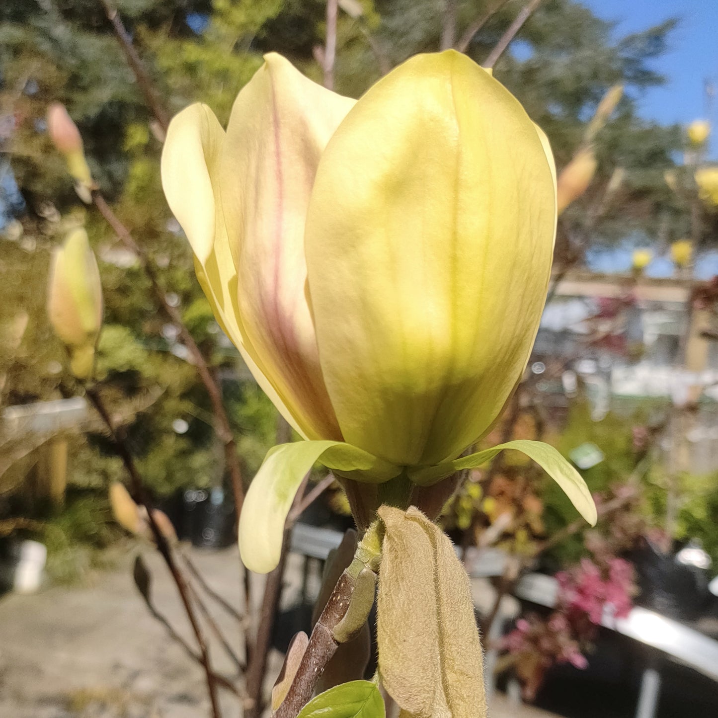 Magnolia 'Hot Flash'