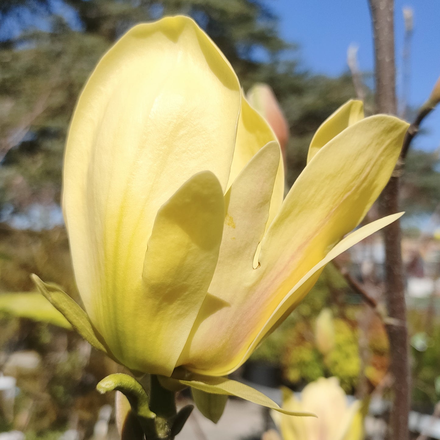 Magnolia 'Hot Flash'