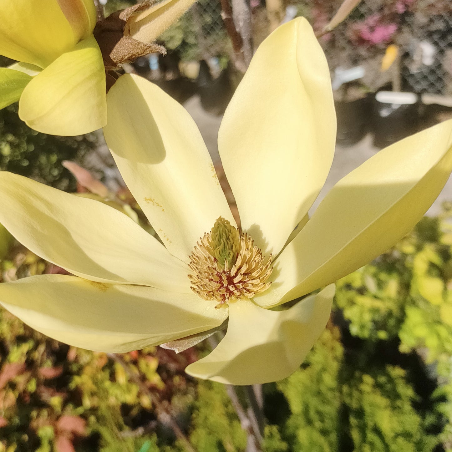 Magnolia 'Hot Flash'
