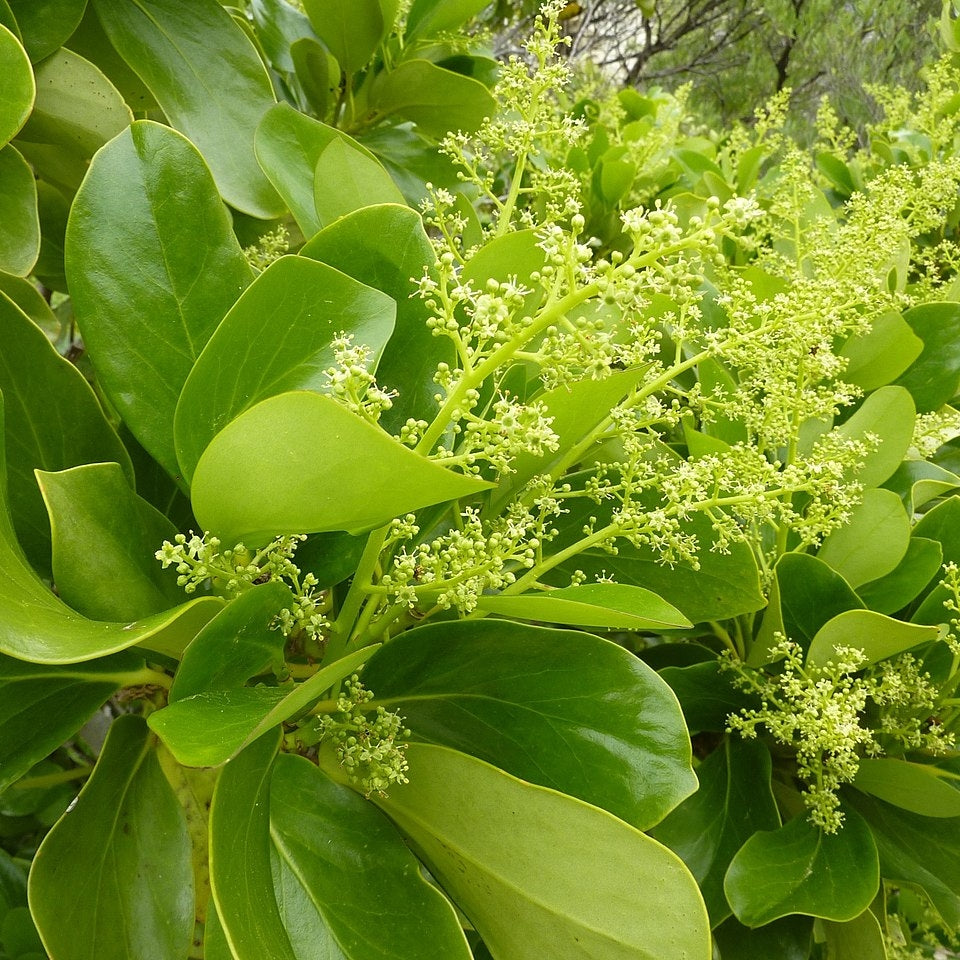 Griselinia lucida (Puka, Shining Broadleaf) Pikirangi