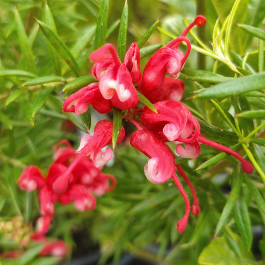 Grevillea 'Poorinda Elegance' (Spider Flower)