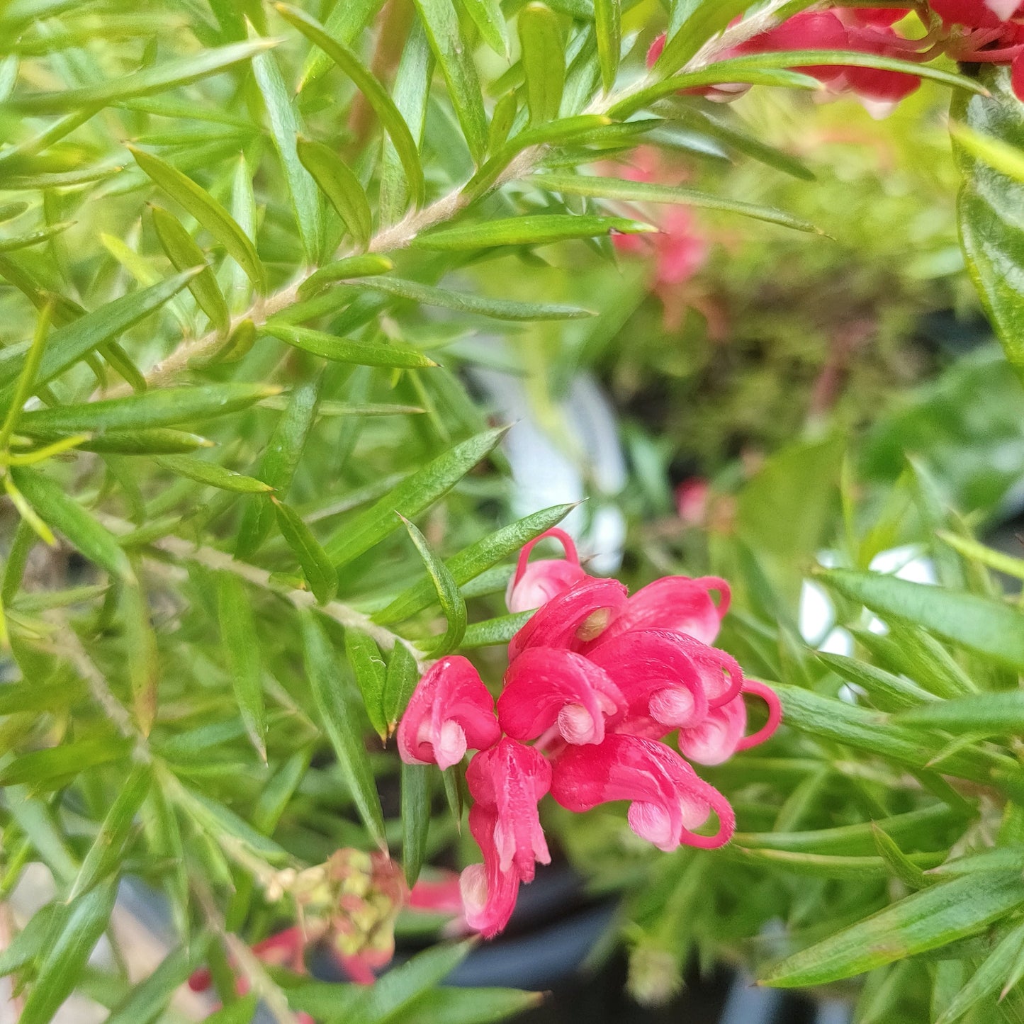Grevillea 'Poorinda Elegance' (Spider Flower) Pikirangi