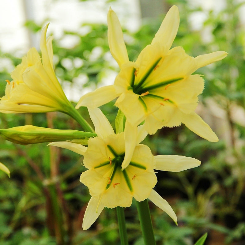 Hymenocallis 'Sulphur Queen' (Peruvian Daffodil) Pikirangi Online Garden Centre
