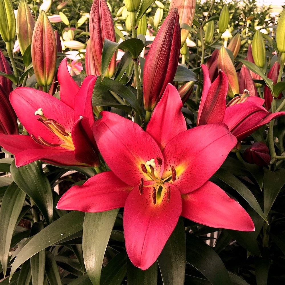 Lilium 'Oriental Touchstone' Pikirangi Online Garden Centre