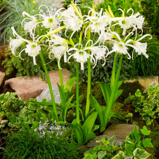 Hymenocallis x festalis (Spider Lily)