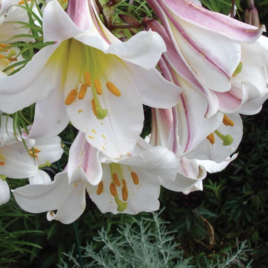 Lilium 'Chritmas Regale' (Christmas Lily) Pikirangi Online Garden Centre