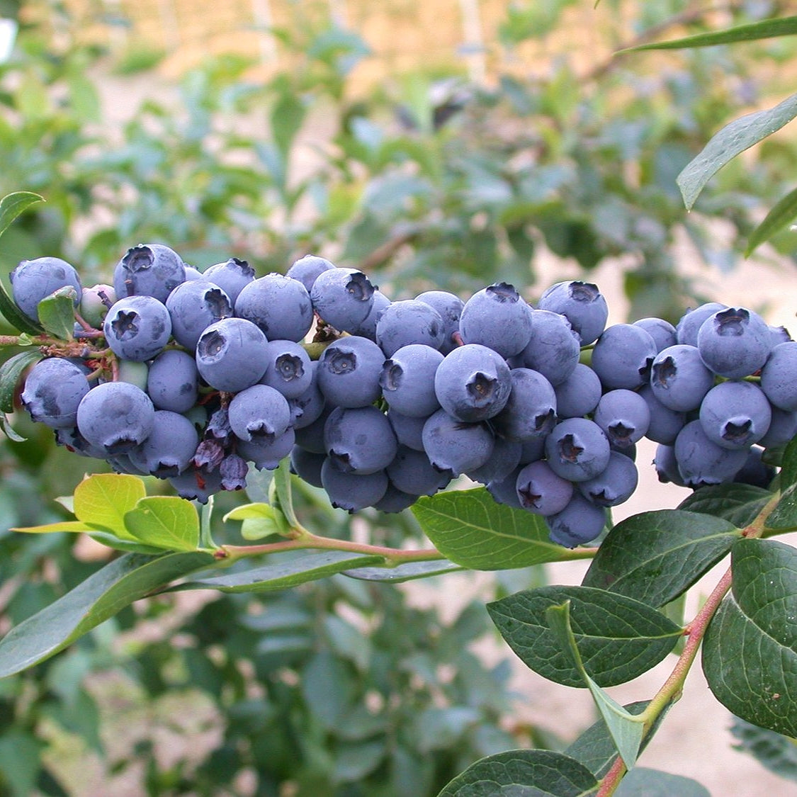 Vaccinium 'Blue Dawn™' (Blueberry)