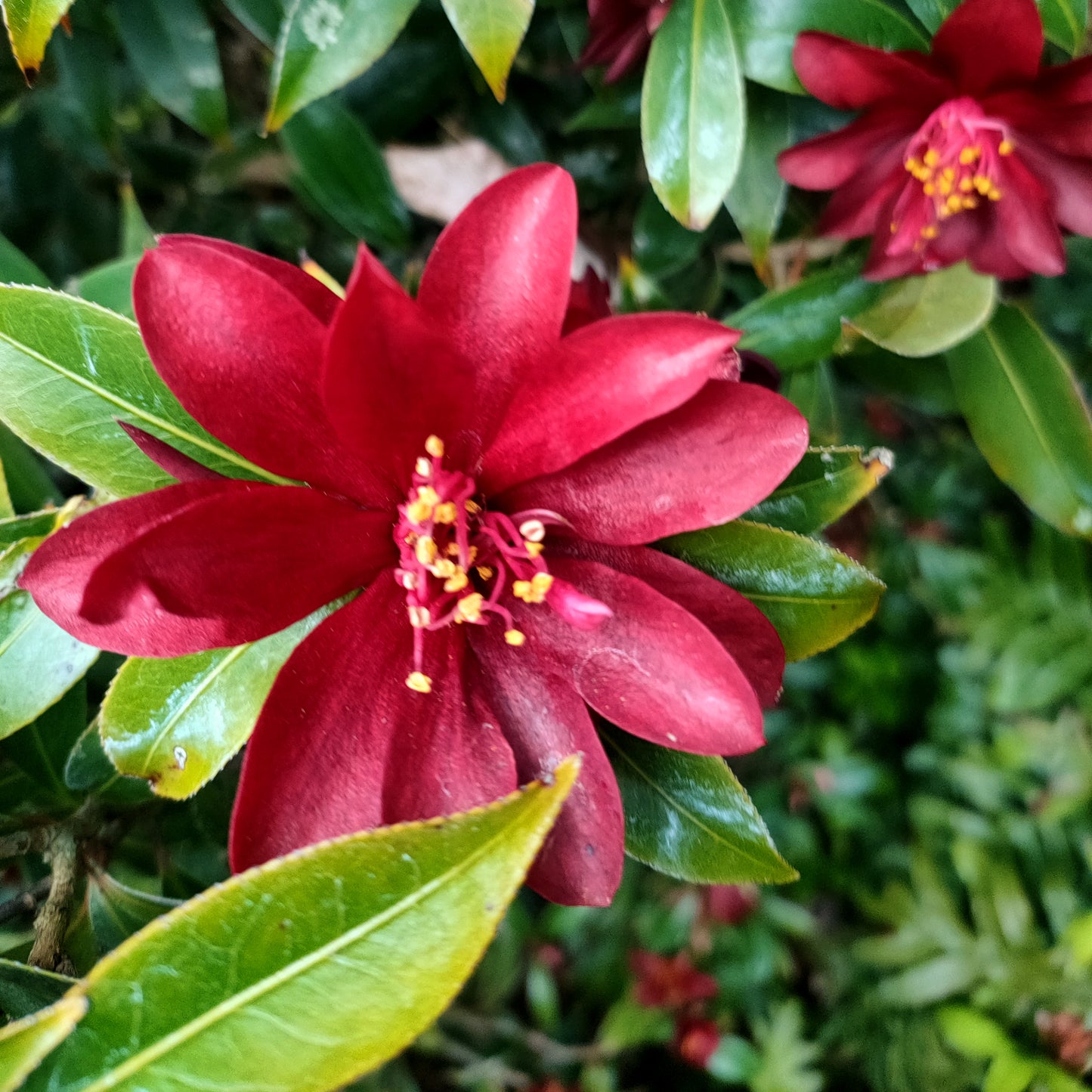 Camellia japonica 'Night Rider'