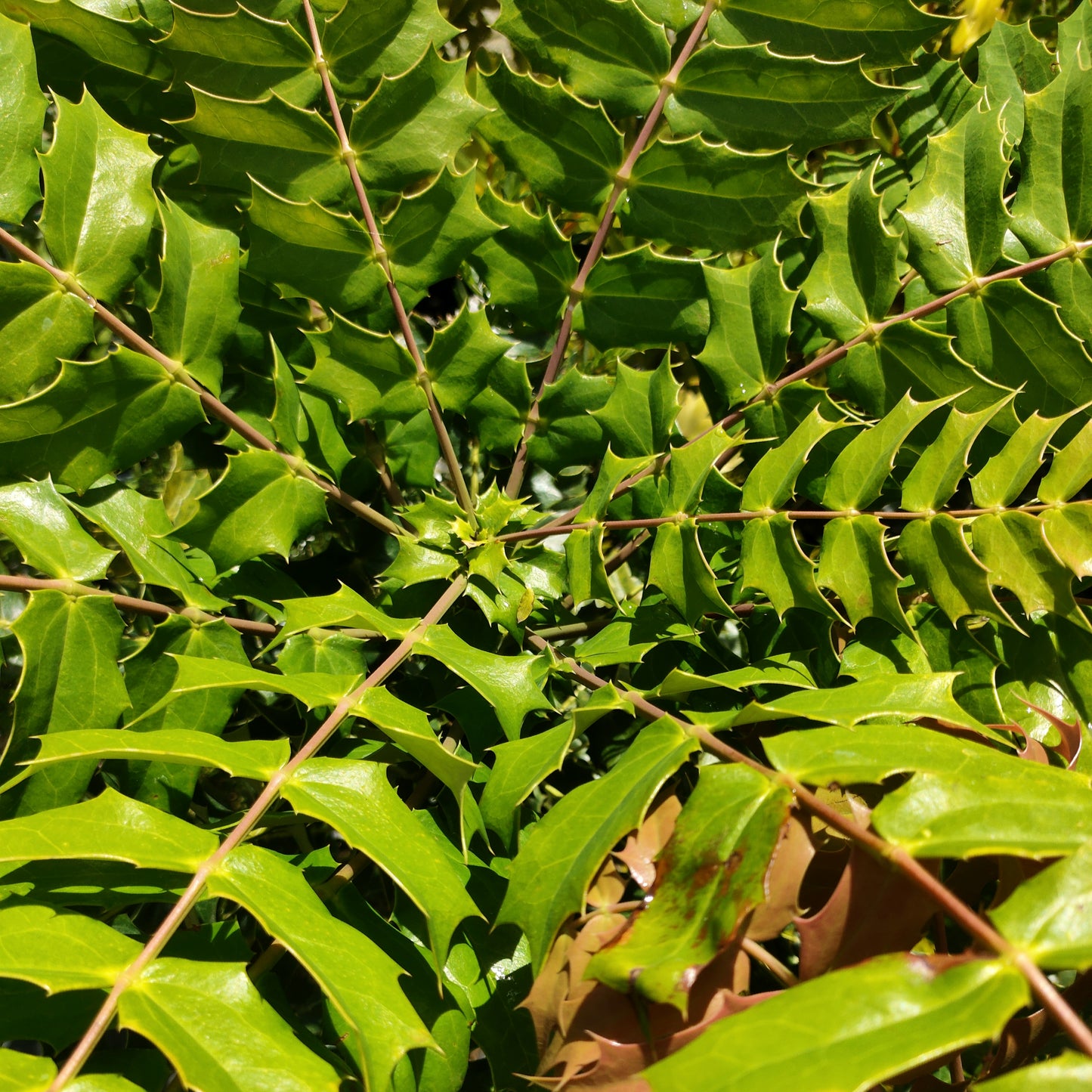 Berberis oiwakensis (Chinese Holly Grape)