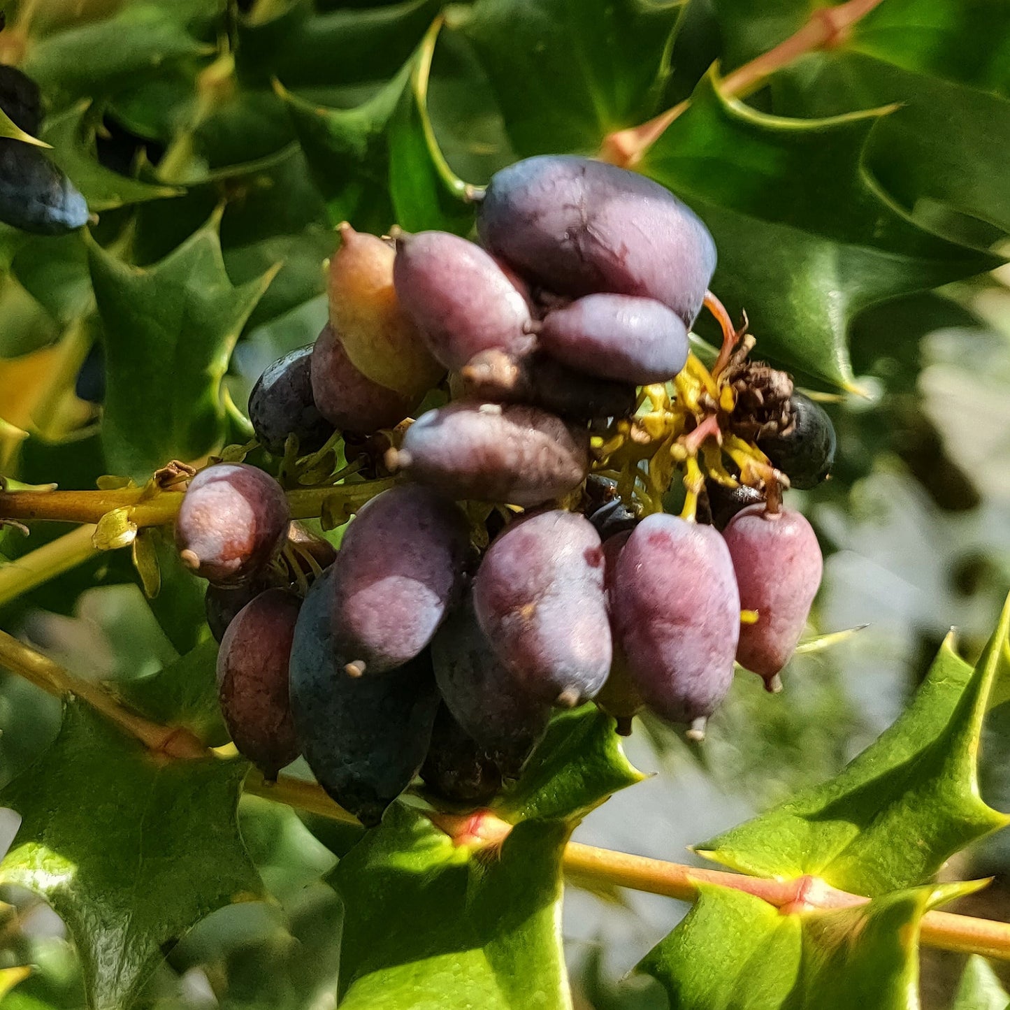 Berberis oiwakensis (Chinese Holly Grape) Pikirangi Online Garden Centre