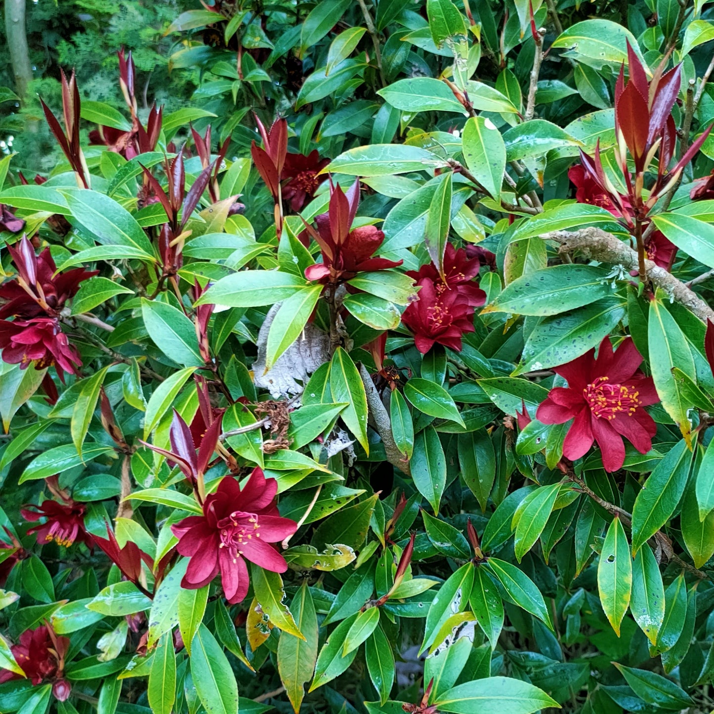 Camellia japonica 'Night Rider' Pikirangi