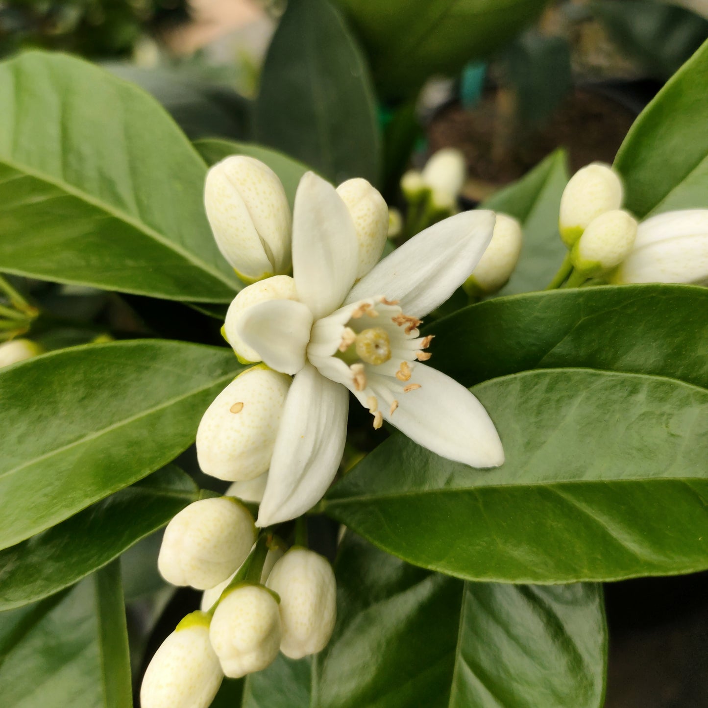 Citrus Γ sinensis 'Cara Cara' (Orange) High Colour Navel