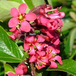 Escallonia rubra 'Red Knight' Pikirangi