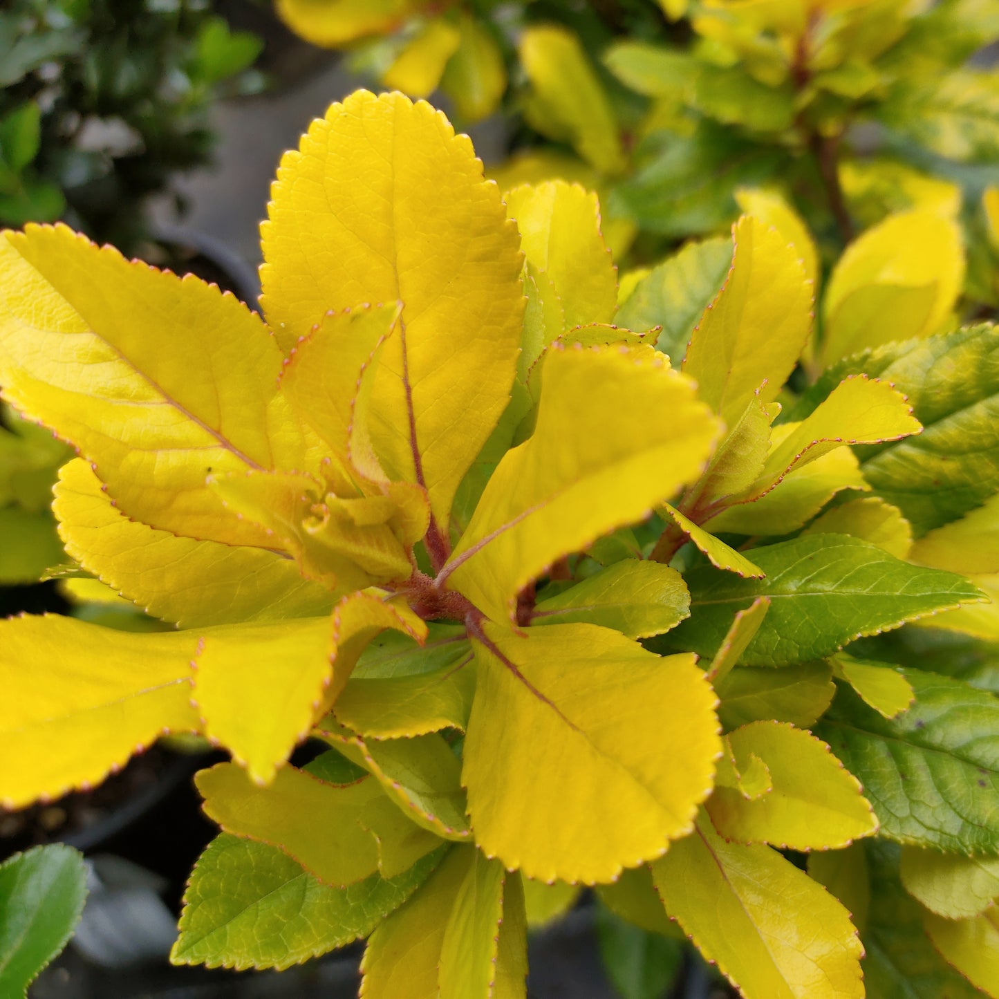 Escallonia laevis 'Hopley's Gold'
