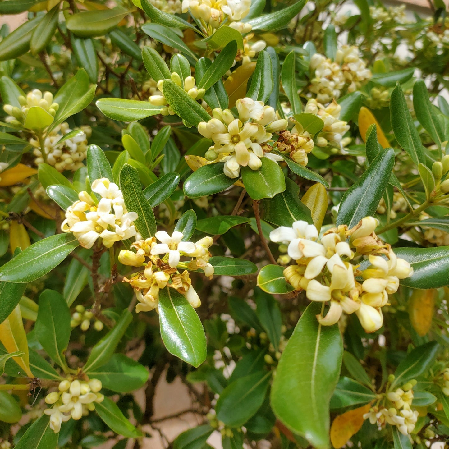 Pittosporum tobira (Mock Orange)