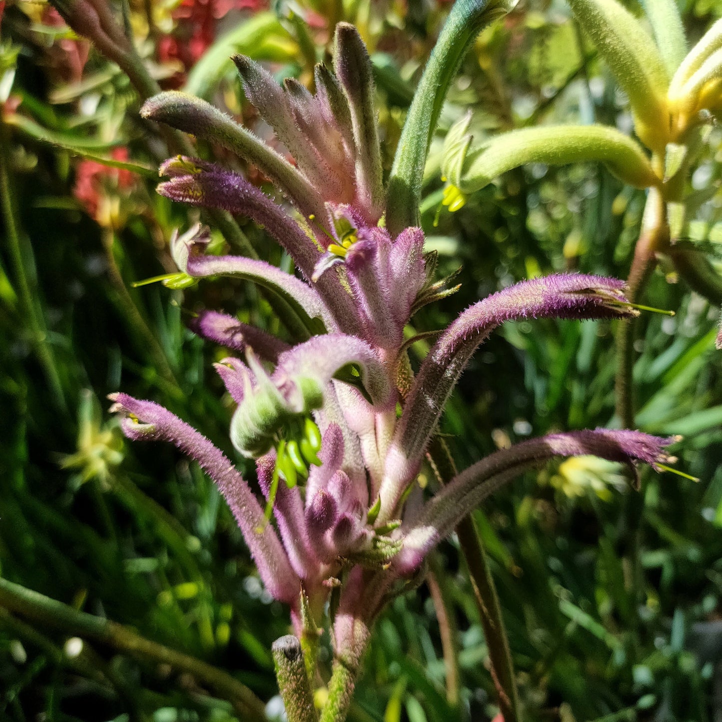 Anigozanthos Celebrations 'Carnivale' (Kangaroo Paw) Pikirangi