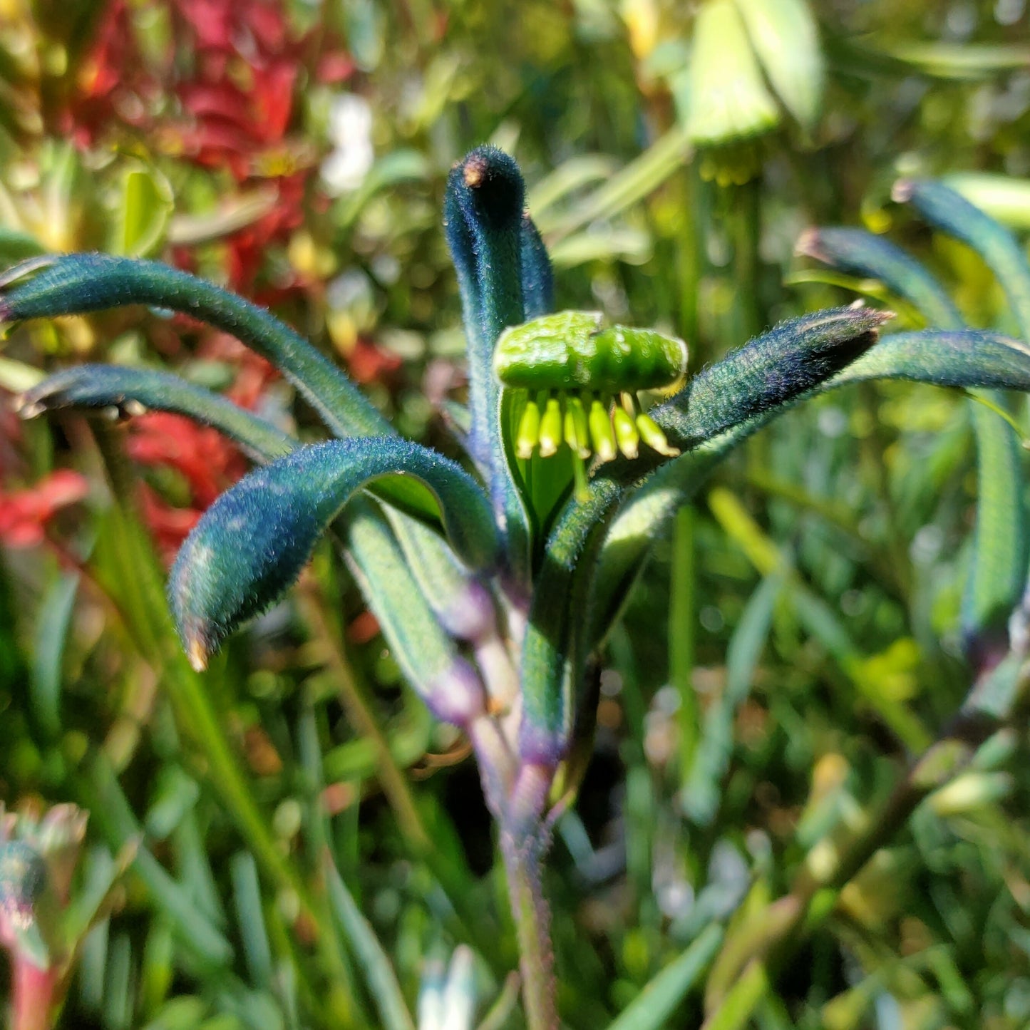 Anigozanthos Celebrations 'Masquerade' (Kangaroo Paw) Pikirangi