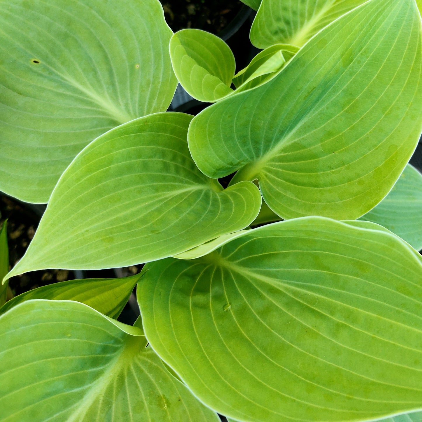 Hosta 'Kiwi Skyscraper' (Plantain Lily) Pikirangi