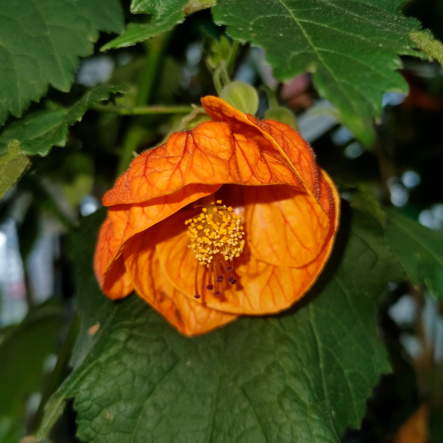Abutilon x hybridum 'Orange' (Chinese Lanterns) Pikirangi Online Garden Centre