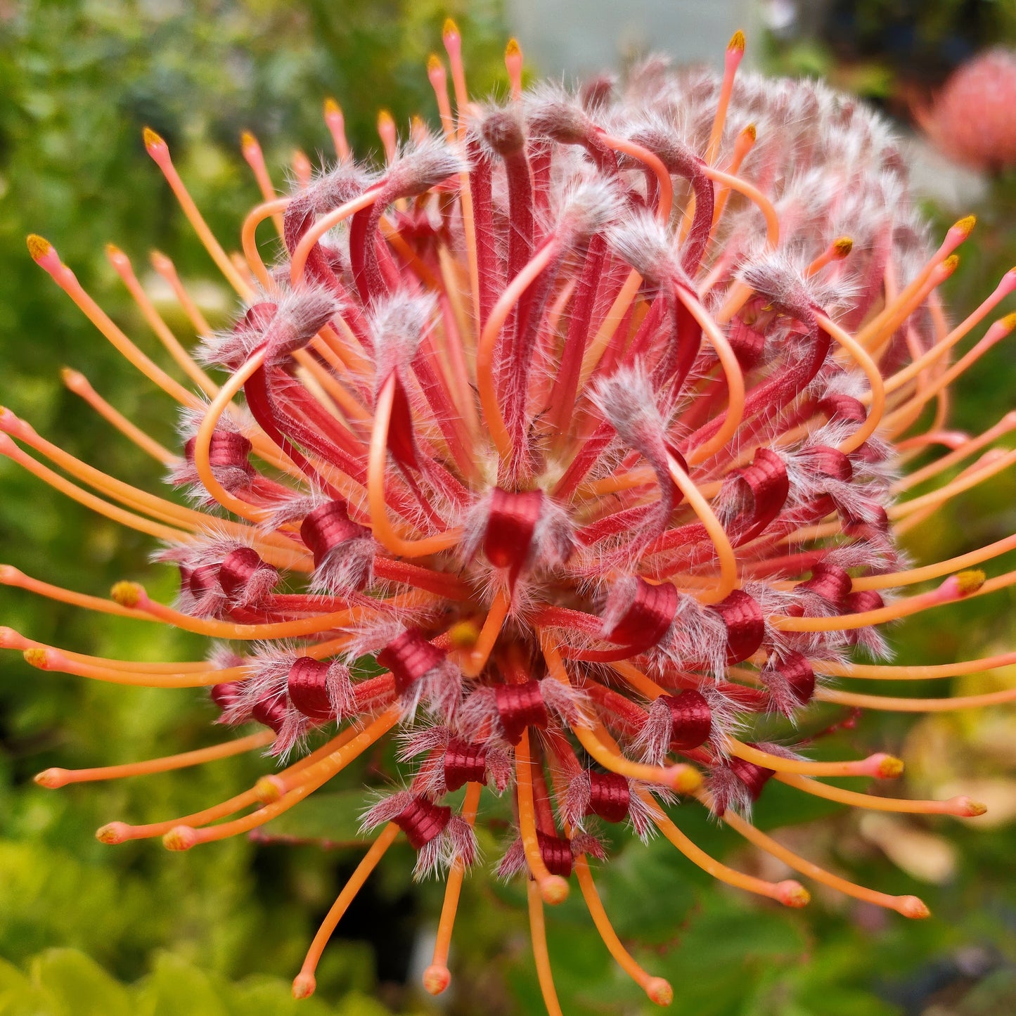 Leucospermum 'Scarlet Ribbons' (Pincushion Protea)